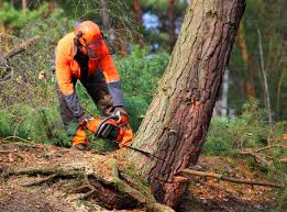 Best Tree Preservation Services  in Lake Mohawk, NJ