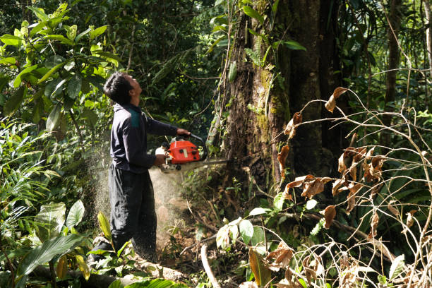Best Tree and Shrub Care  in Lake Mohawk, NJ