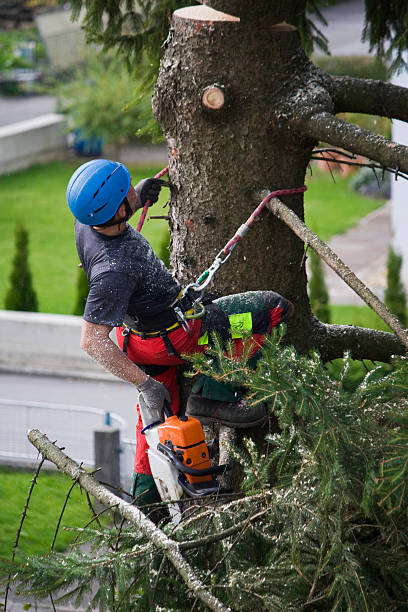 Best Lawn Renovation and Restoration  in Lake Mohawk, NJ