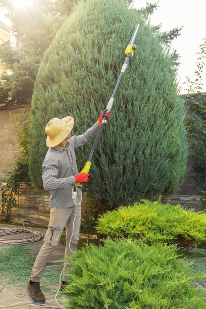 Tree and Shrub Care in Lake Mohawk, NJ
