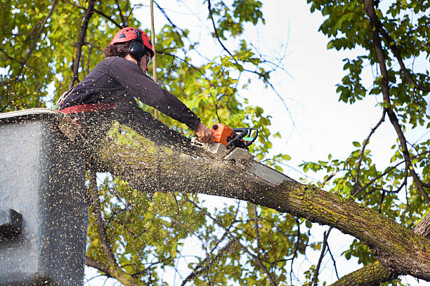 Best Palm Tree Trimming  in Lake Mohawk, NJ