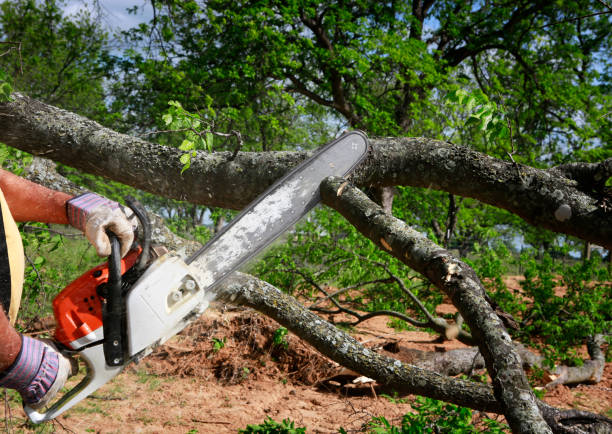 How Our Tree Care Process Works  in  Lake Mohawk, NJ