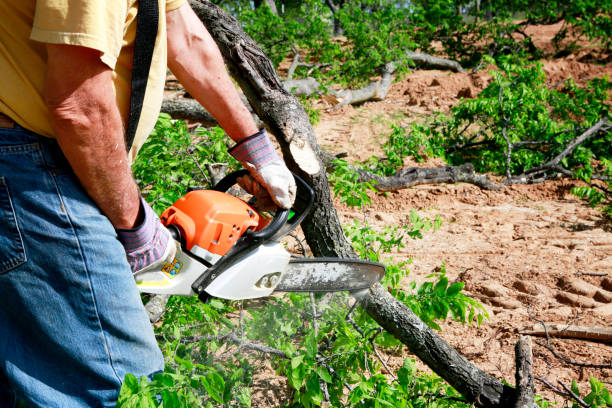 Best Tree Trimming and Pruning  in Lake Mohawk, NJ